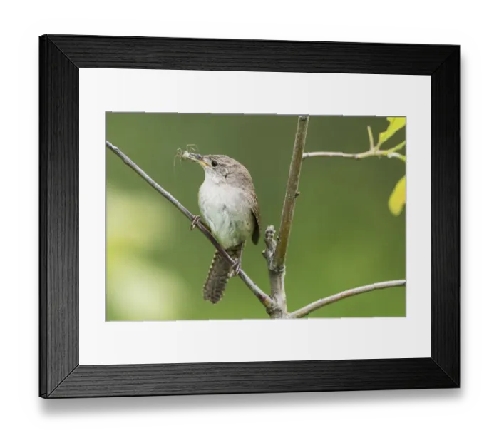 Framed Print : House wren with insect prey Framed Print : House wren with insect prey