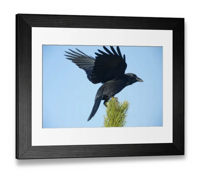 Framed Print : American crow landing on pine Framed Print : American crow landing on pine