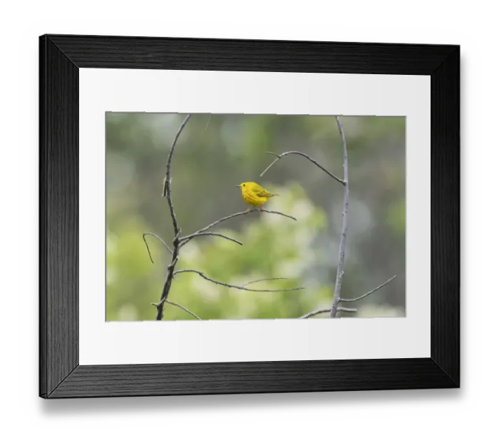 Framed Print : Male yellow warbler in late May