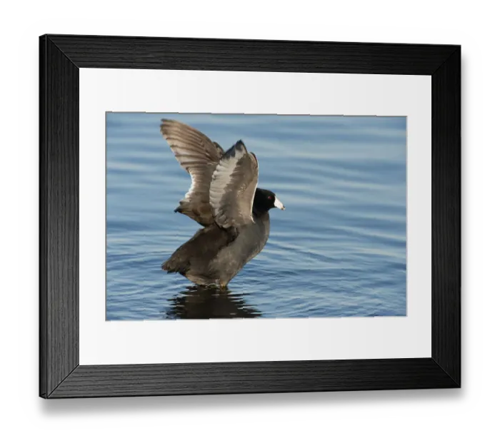 Framed Print : American coot wing stretch Framed Print : American coot wing stretch