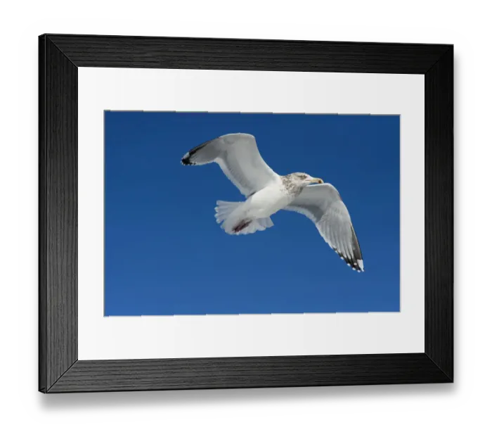 Framed Print : Herring gull in flight Framed Print : Herring gull in flight