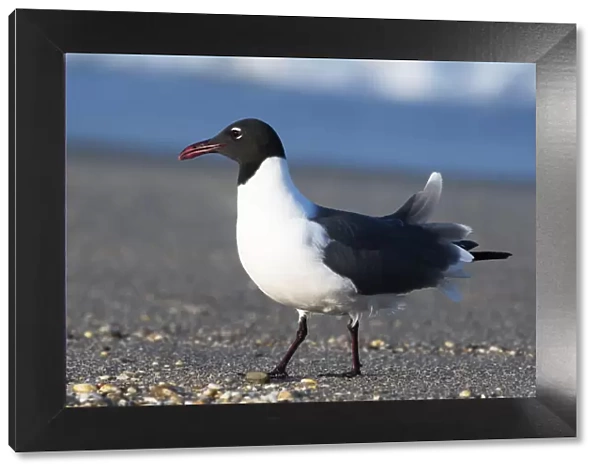 Laughing gull on beach