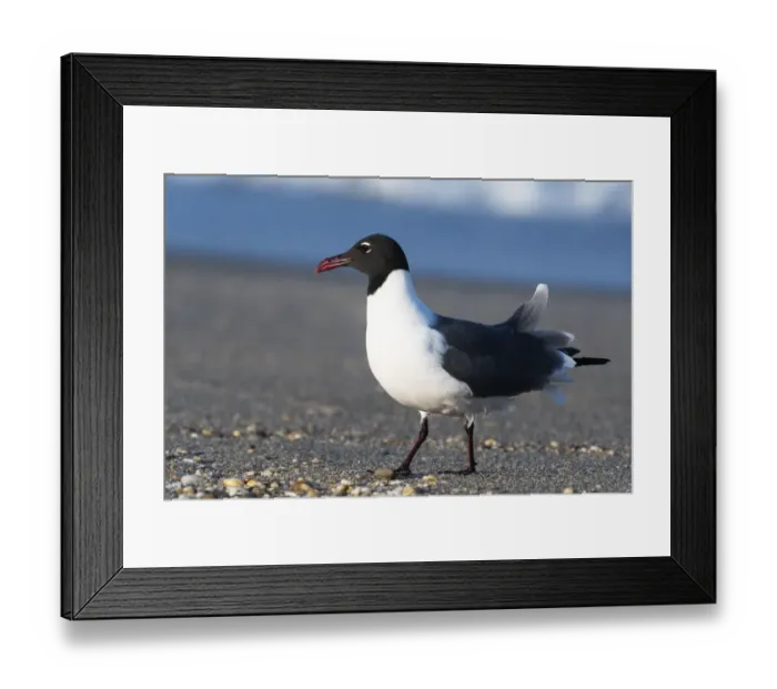 Framed Print : Laughing gull on beach Framed Print : Laughing gull on beach