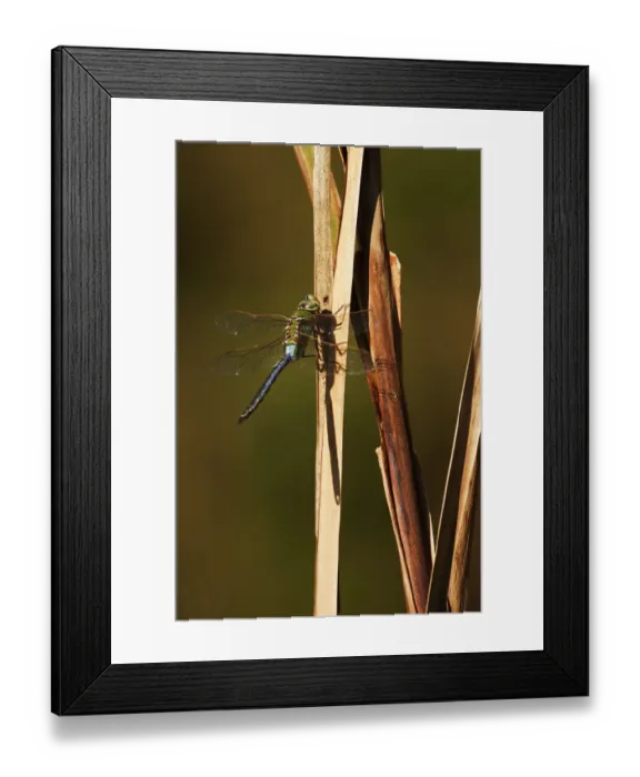 Framed Print : Green darner dragonfly in late October Framed Print : Green darner dragonfly in late October