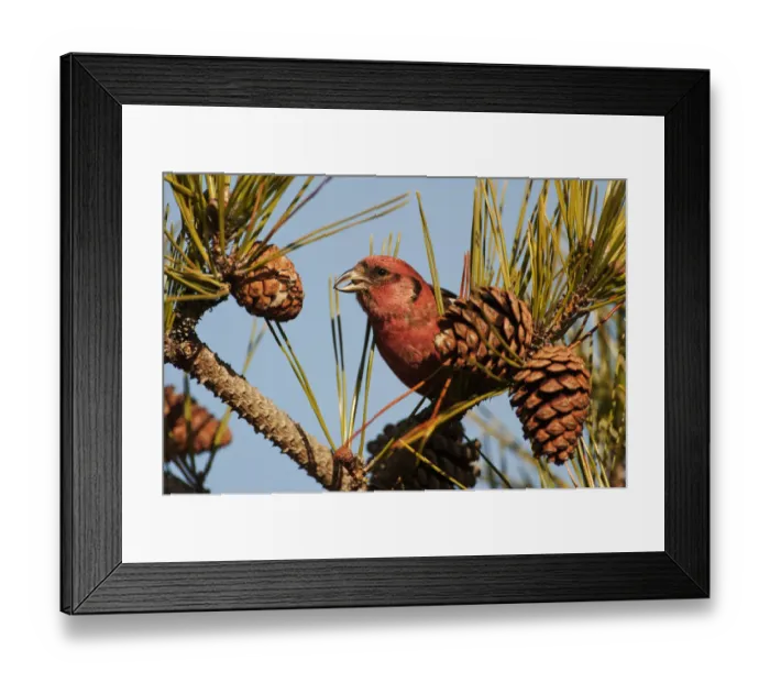Framed Print : Male white-winged crossbill Framed Print : Male white-winged crossbill