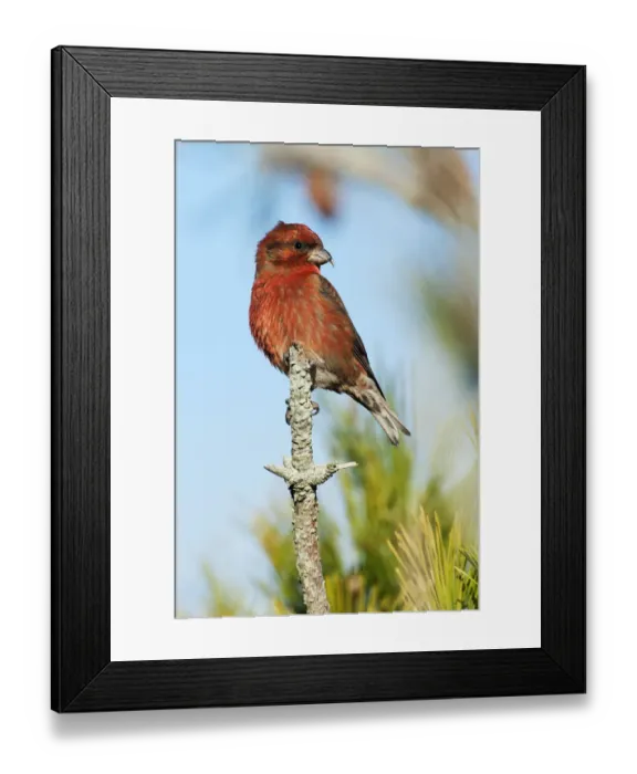 Framed Print : Male red crossbill Framed Print : Male red crossbill