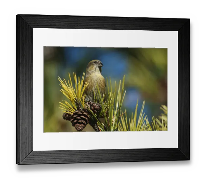 Framed Print : Female white-winged crossbill Framed Print : Female white-winged crossbill