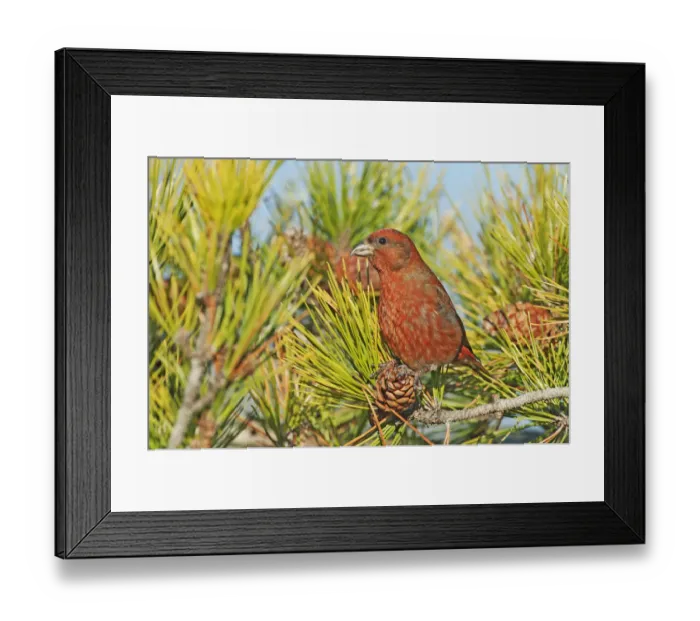 Framed Print : Male red crossbill Framed Print : Male red crossbill