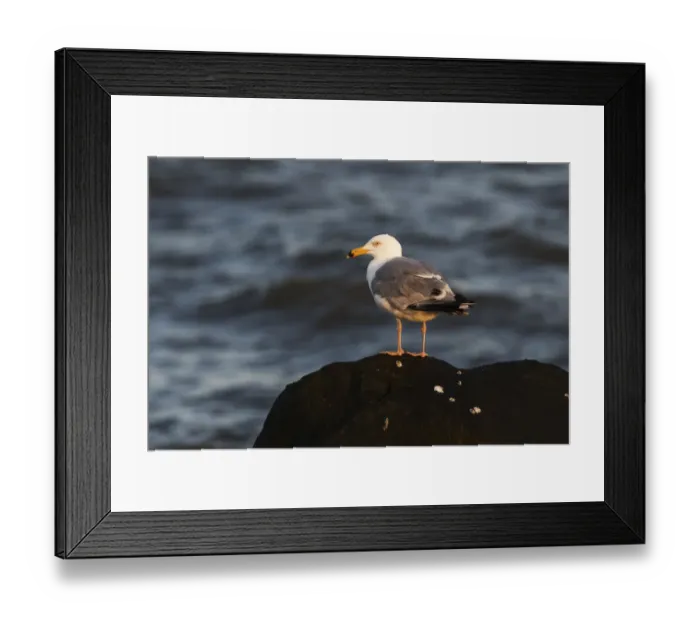 Framed Print : Herring gull at dawn Framed Print : Herring gull at dawn