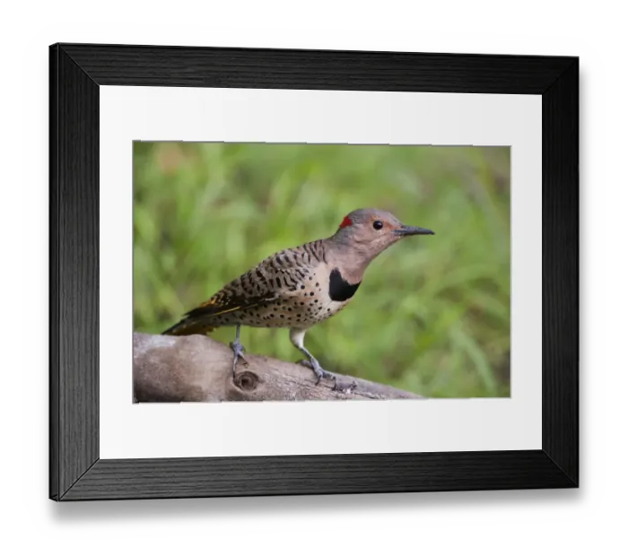 Framed Print : Female yellow-shafted flicker alert