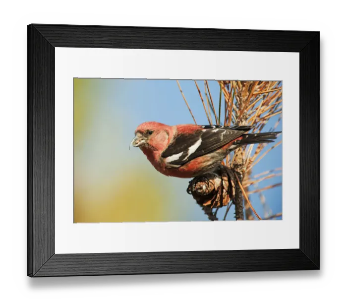 Framed Print : Male white-winged crossbill Framed Print : Male white-winged crossbill