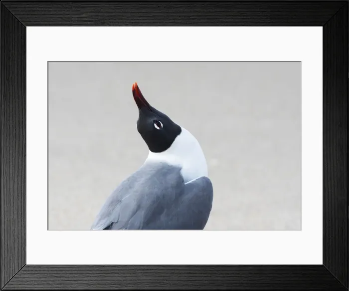 Framed Print : Laughing gull displaying behavior Framed Print : Laughing gull displaying behavior