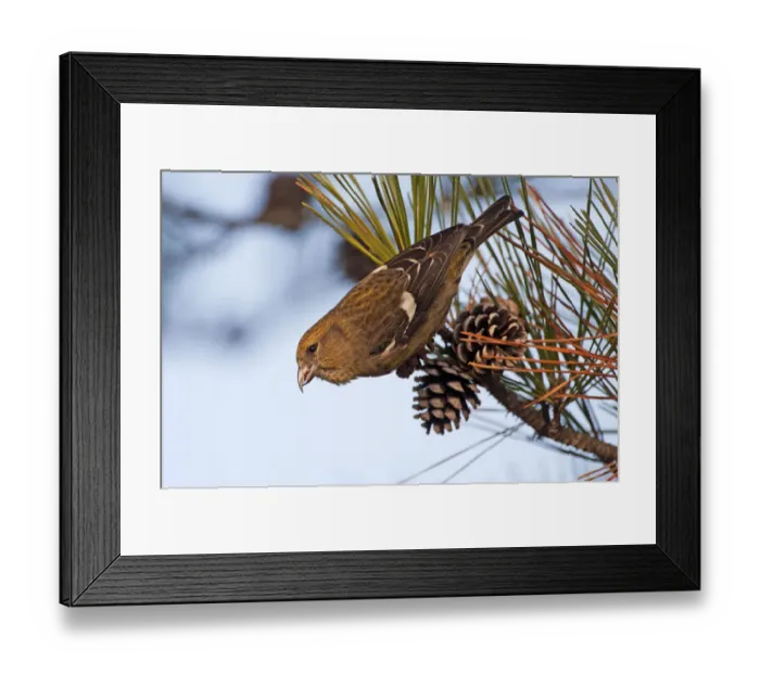 Framed Print : Female white-winged crossbill Framed Print : Female white-winged crossbill