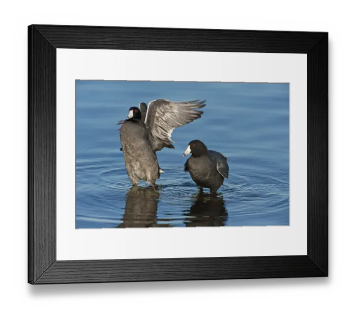 Framed Print : American coots on late fall pond Framed Print : American coots on late fall pond