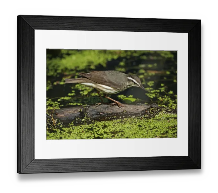 Framed Print : Foraging Louisiana waterthrush on spring pond Framed Print : Foraging Louisiana waterthrush on spring pond