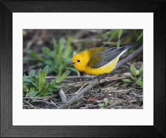 Framed Print : Prothonotary warbler Framed Print : Prothonotary warbler