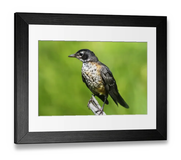 Framed Print : First year fledgling robin up close Framed Print : First year fledgling robin up close