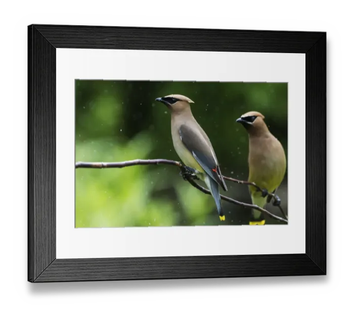 Framed Print : Cedar waxwings in mid-July Framed Print : Cedar waxwings in mid-July