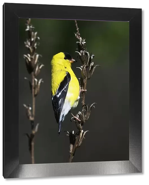 American goldfinch in spring