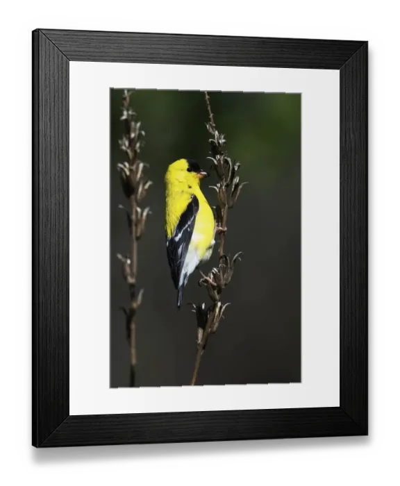 Framed Print : American goldfinch in spring