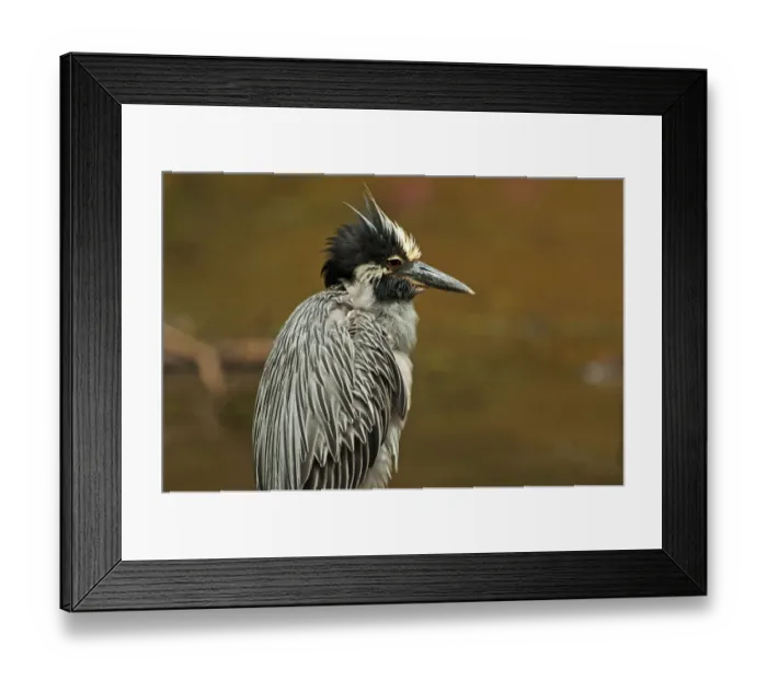 Framed Print : Yellow-crowned night heron up close Framed Print : Yellow-crowned night heron up close