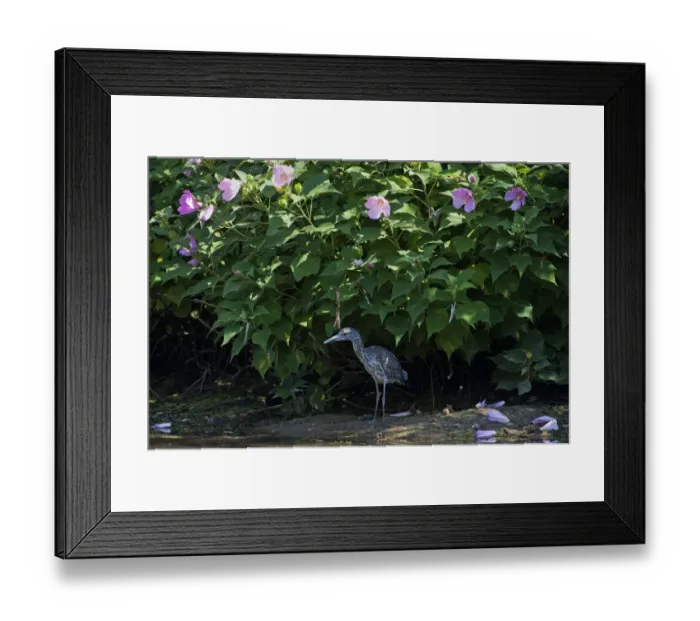 Framed Print : Juvenile yellow-crowned night heron in August Framed Print : Juvenile yellow-crowned night heron in August