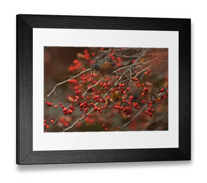 Framed Print : American robin feeding on November crab apples Framed Print : American robin feeding on November crab apples