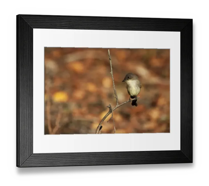 Framed Print : Eastern phoebe in late October