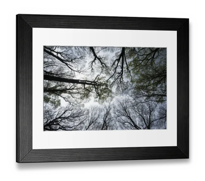 Framed Print : Eastern hardwood forest canopy in early spring