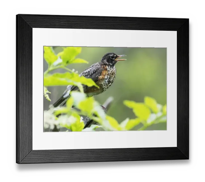 Framed Print : First year fledgling robin Framed Print : First year fledgling robin