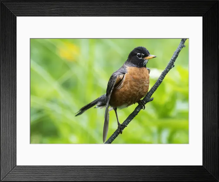 Framed Print : First year fledgling robin Framed Print : First year fledgling robin