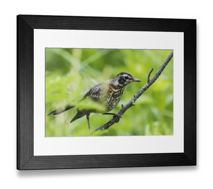 Framed Print : First year fledgling robin Framed Print : First year fledgling robin
