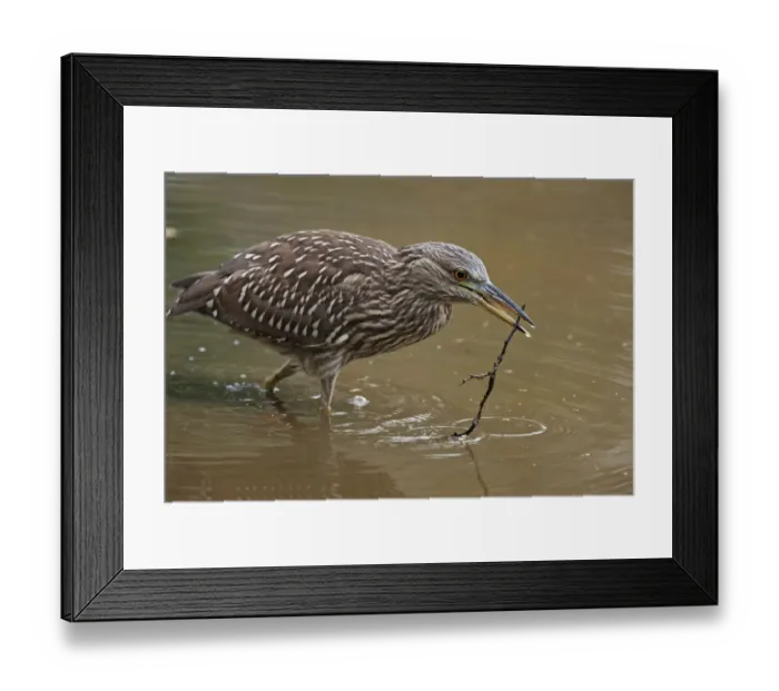 Framed Print : Juvenile black-crowned night heron with branch Framed Print : Juvenile black-crowned night heron with branch