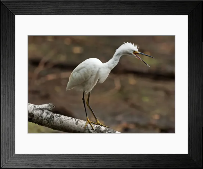 Framed Print : Demonstrative snowy egret Framed Print : Demonstrative snowy egret