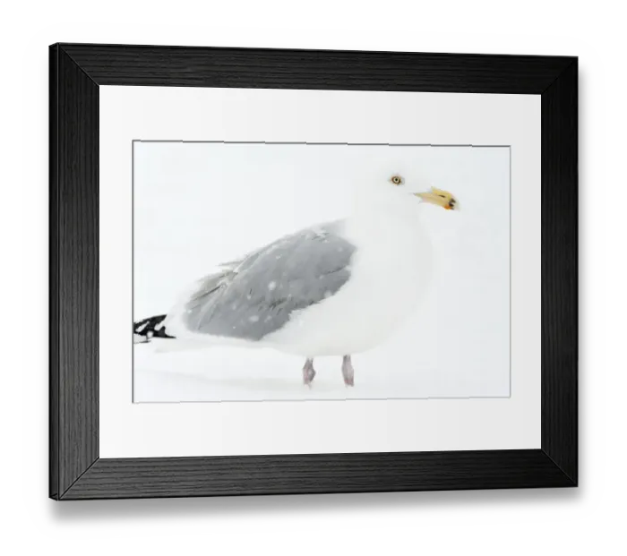 Framed Print : Adult herring gull in winter Framed Print : Adult herring gull in winter