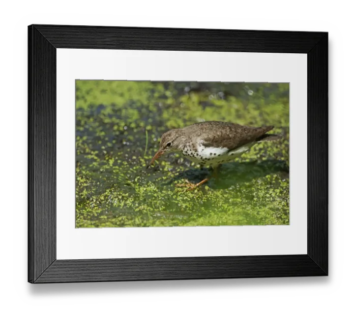 Framed Print : Spotted sandpiper on summer pond Framed Print : Spotted sandpiper on summer pond