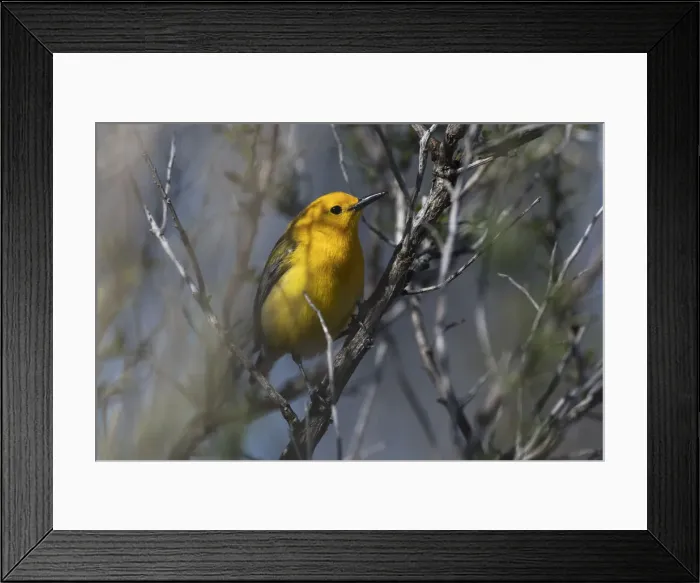 Framed Print : Prothonotary warbler in mid-April