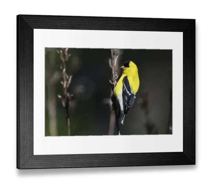 Framed Print : American goldfinch in early May Framed Print : American goldfinch in early May