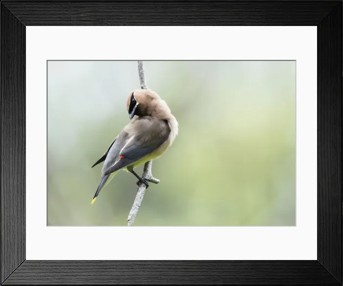 Framed Print : Cedar waxwing