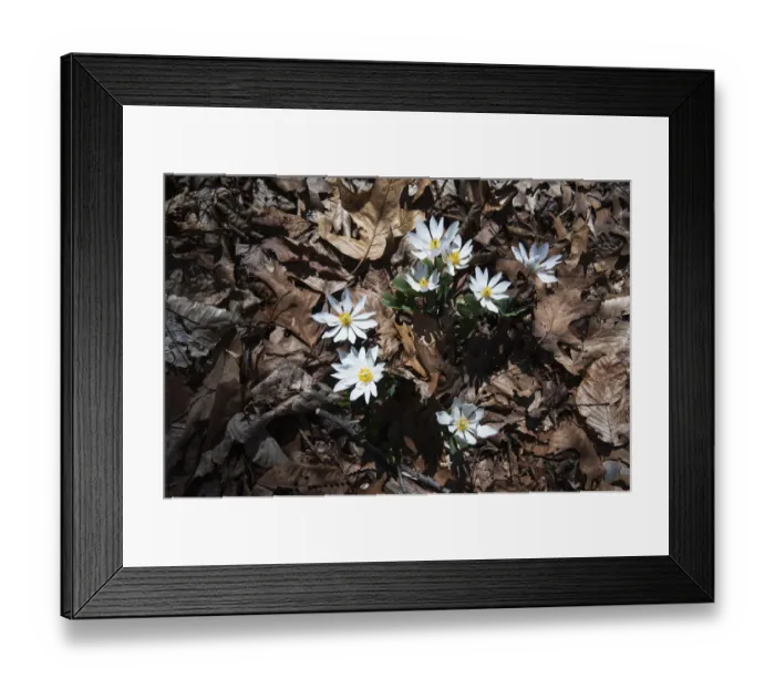 Framed Print : Bloodroot in bloom Framed Print : Bloodroot in bloom