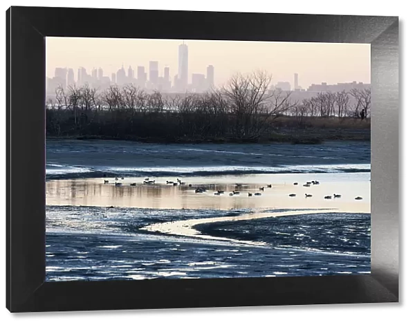 New York skyline with waterfowl in Late winter