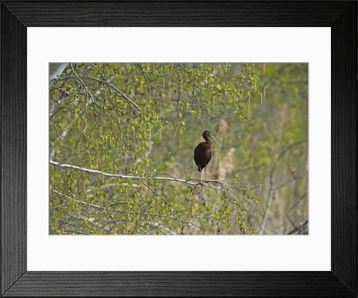 Framed Print : Glossy ibis in birch woods Framed Print : Glossy ibis in birch woods