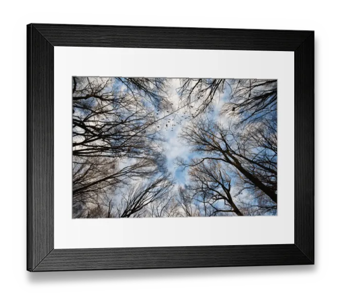 Framed Print : Deciduous woods and clearing sky in winter Framed Print : Deciduous woods and clearing sky in winter