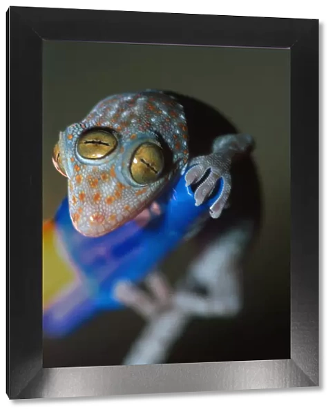 Closeup of gecko with three eyes