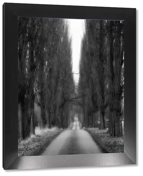 The Long Tree Lined Road