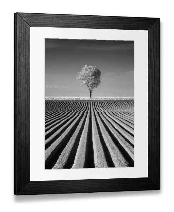 Framed Print : East Somerton Lone Tree Framed Print : East Somerton Lone Tree