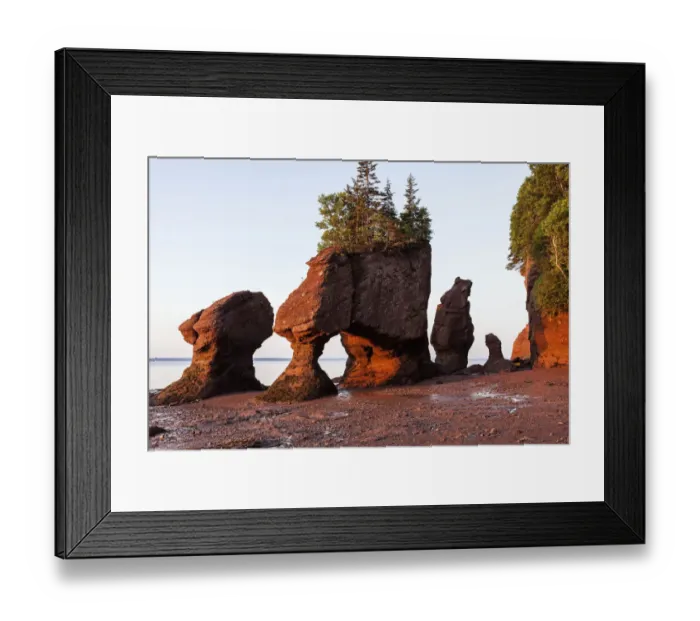 Framed Print : Canada, New Brunswick, Moncton, Hopewell Rocks with trees on top at sunrise Framed Print : Canada, New Brunswick, Moncton, Hopewell Rocks with trees on top at sunrise