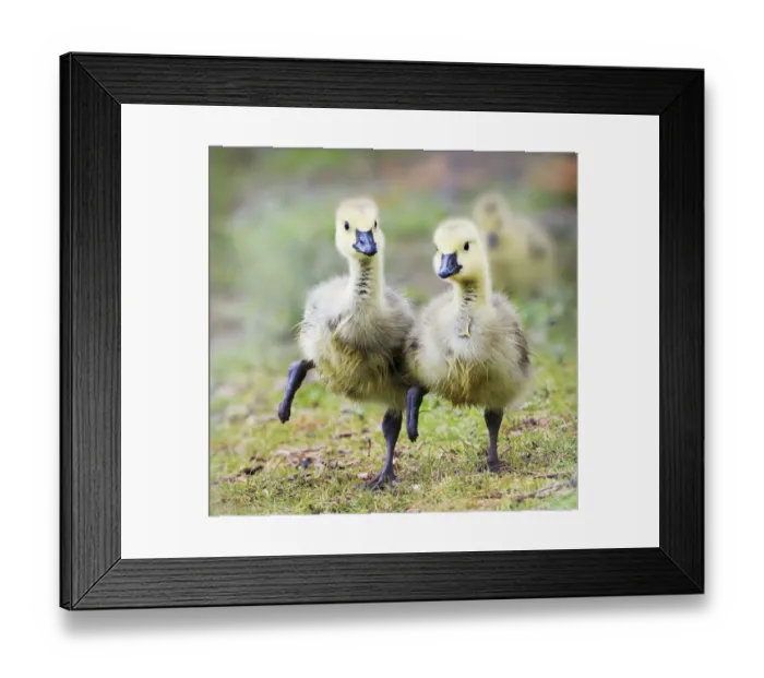 Framed Print : Two Goslings in Perfect Step Together at Babylon, Long Island Framed Print : Two Goslings in Perfect Step Together at Babylon, Long Island
