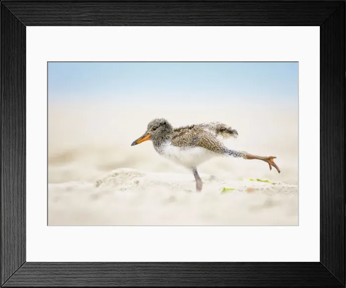 Framed Print : American Oystercatcher Chick Doing Yoga on the Beach at Nickerson, Long Island Framed Print : American Oystercatcher Chick Doing Yoga on the Beach at Nickerson, Long Island