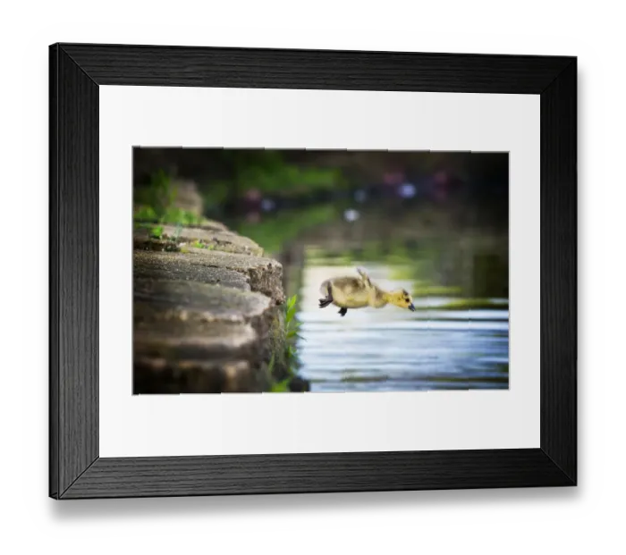 Framed Print : Canada Goose Gosling Caught in Mid Air as He Makes a Leap into the Water Framed Print : Canada Goose Gosling Caught in Mid Air as He Makes a Leap into the Water